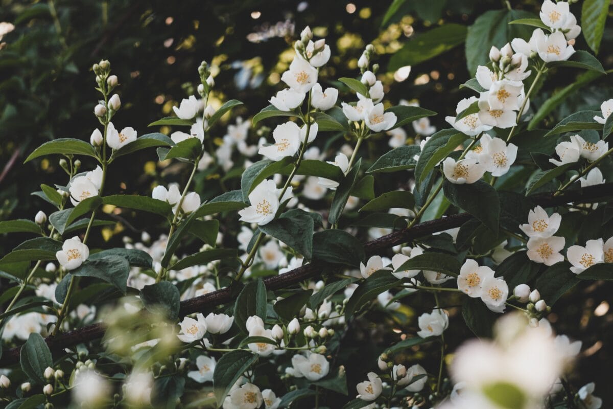 Content Creator, Tanishi Ravani on why her nose will always belong to the humble yet intoxicating jasmine